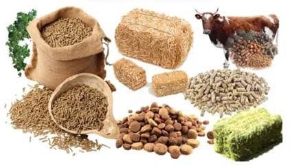 Animal feeds 